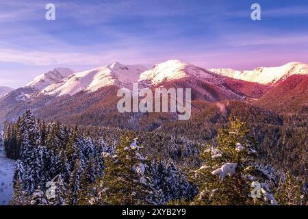 Farbenfrohe Winterlandschaft mit rosa Sonnenuntergang, Kiefern und schneebedeckten Berggipfeln von Pirin, Bulgarien, Europa Stockfoto