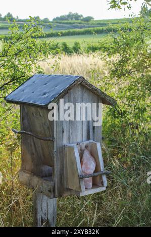 Salzlecken nach europäischem Reh Stockfoto