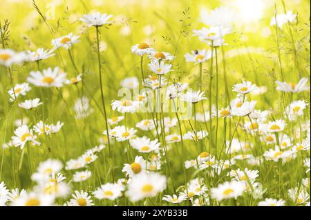 Ochsenauge blüht auf einer üppigen Wiese im Sommer, Hintergrundlicht Situation Stockfoto