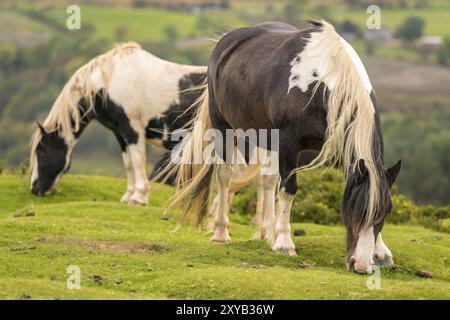 Wilde Pferde in der Nähe von Heu Bluff und Twmpa in die Schwarzen Berge, Wales, Großbritannien Stockfoto