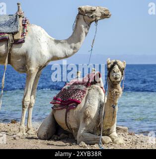 Porträt zweier Kamele nahe an der Küste des ägyptischen Dahab South Sinai Stockfoto