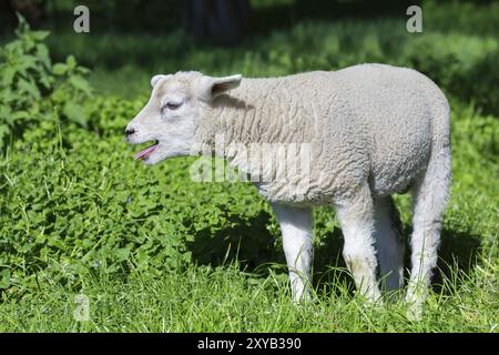 Weiße Lamm Blöken und ruft Mutter Schafe im grünen Gras Stockfoto