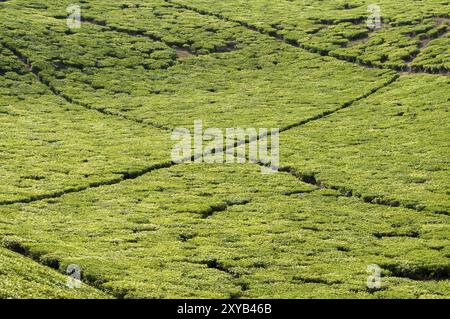 Landschaftsfoto von Teeplantagen mit kleinen Wegen durchqueren die Felder und bilden große grüne quadratische Blöcke Stockfoto