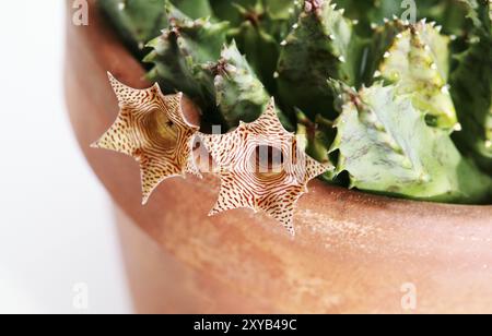 Gestreifte, kleine Stapelia-Blüten, die ganz nah über weiß sind Stockfoto