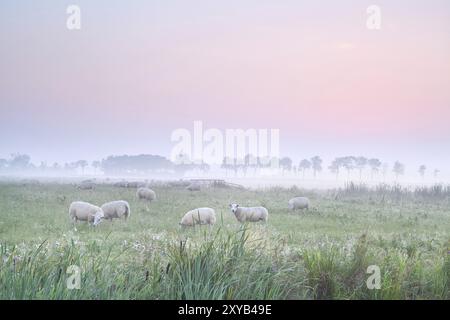 Schafe auf der Weide bei nebligem Sonnenaufgang, Holland Stockfoto