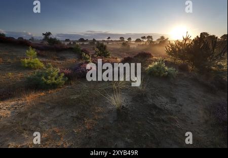 Nebliger Sonnenaufgang über Wiesen mit blühendem Heidekraut im Sommer Stockfoto