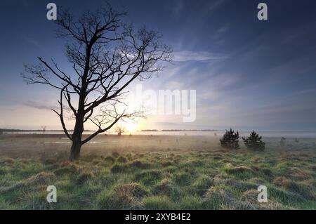 Trockener Baum auf der Wiese und Sonnenaufgang Stockfoto