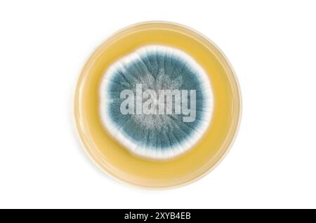 Pilze auf Agarplatte im Labor über weißem Hintergrund Stockfoto
