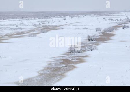 Schneebedeckte Wiese im Winter, Drenthe, Niederlande Stockfoto