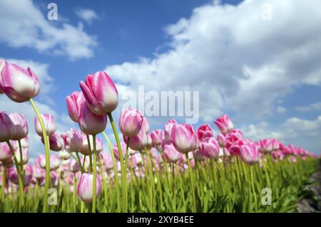 Viele pinkfarbene Tulpen auf dem Frühlingsfeld der Niederlande Stockfoto