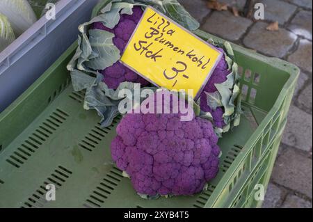 Purpurblumenkohl in einer Gemüsekiste auf dem Wochenmarkt Erlangen, Mittelfranken, Bayern, Deutschland, Europa Stockfoto