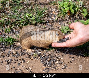 Europäisches Eichhörnchen (Spermophilus citellus) isst Sonnenblumenkerne aus der Hand. Nationalpark Muranska planina. Slowakei. Stockfoto