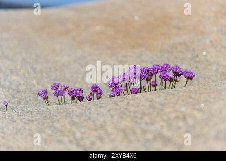 Sea Second Armeria maritima wächst aus einem kleinen Riss in einer Klippe am Meer Stockfoto