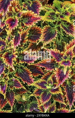 Bunte Brennessel (Solenostemon scutellarioides, Syn. Plectranthus scutellarioides, Coleus blumei), Allgaeu, Bayern, Deutschland, Europa Stockfoto