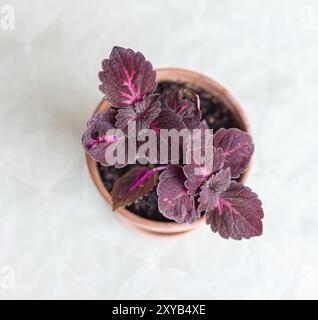 China Rose Solenostemon, allgemein bekannt als Coleus, in einem Terrakotta Blumentopf Stockfoto