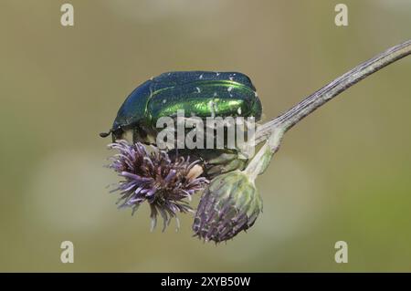 Kupferrosenkäfer (Protaetia cuprea), Vilnius, Litauen, Europa Stockfoto