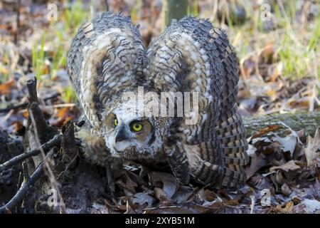 Die junge Hornisenkeule (Bubo virginianus) hockte auf dem Ast, nachdem sie ein Nest verlassen hatte. Naturszene aus Wisconsin Stockfoto