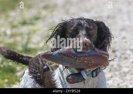 Englischer springer Spaniel, der einen künstlichen Fasan holt Stockfoto