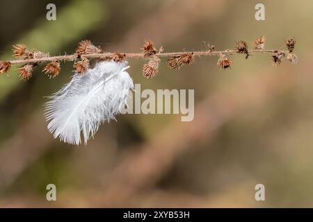 Kleine weiße Daunenfedern hängen an einem trockenen Blumenzweig vor einem unscharfen braunen Hintergrund Stockfoto