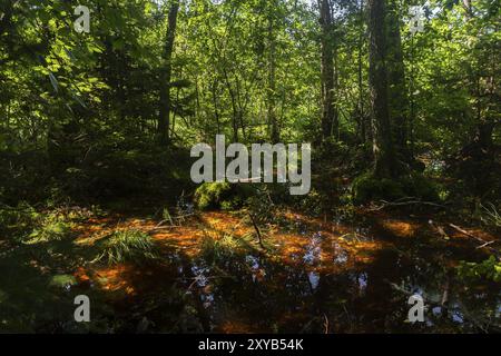 Dunkler Moorwald mit Reflexionen im dunklen Wasser, Farnen und Gras Stockfoto