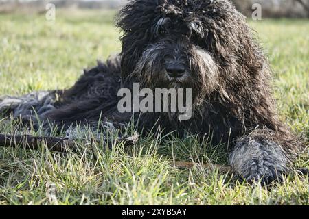 Schwarzer Goldendoodle liegt auf dem Rasen mit einem Stock. Treuer Begleiter, der auch als Therapiehund geeignet ist. Haustierfoto eines Haustieres Stockfoto