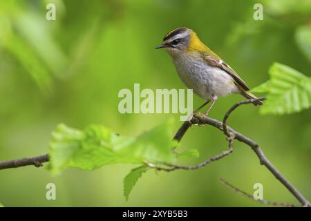 Goldcrest, Regulus Ignicapillus, Lude, Berggebiet, Lude, Steiermark, Slowenien, Europa Stockfoto