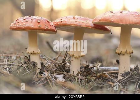 Kröten am Boden eines Nadelwaldes im Wald. Giftiger Pilz. Rote Mütze mit weißen Flecken. Nahaufnahme der Natur im Wald Stockfoto