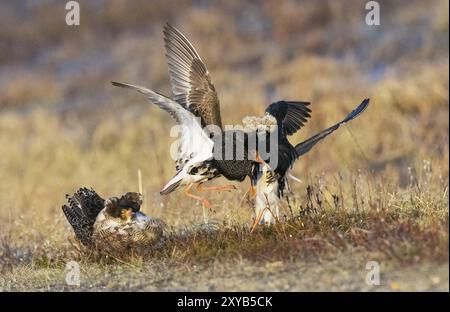 Ruff (Calidris pugnax) zwei Männchen im Zuchtgefieder in lek, kämpfen um Weibchen, ein weiterer Mann, der zusieht, Pokka, Finnisch-Lappland Stockfoto