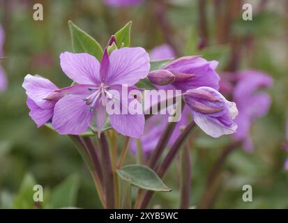 Chamaenerion latifolium in Island Stockfoto