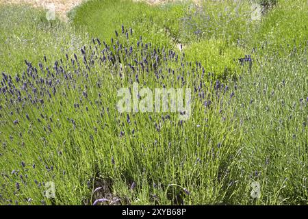 Lavendelanbau auf den Kanalinseln Stockfoto