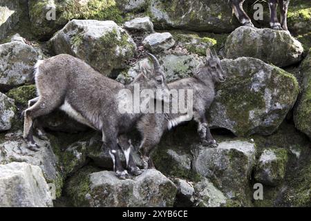 Steinhörner Stockfoto