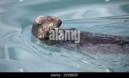 Seeotter füttern im Hafen von Seward in Alaska Stockfoto