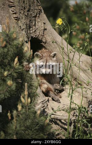 Waschbär in einer Baumhöhle Stockfoto