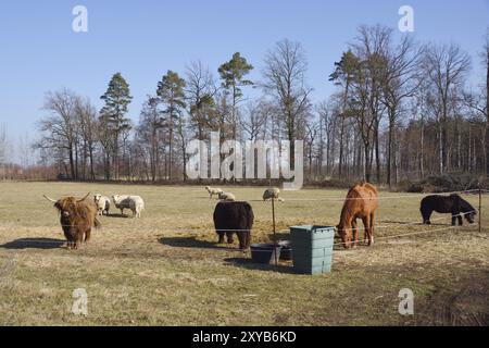 Eine Herde mit Kuh, Pferd und Schafen auf einem Bauernhof im Frühjahr. Kühe und Schafe auf einer Weide im Frühjahr Stockfoto