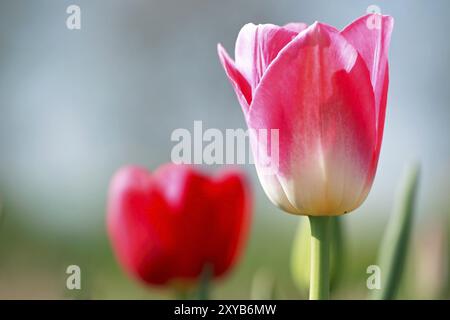 Tulpe Stockfoto