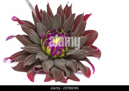 Dahlia in Blüte mit großer Schärfentiefe Stockfoto