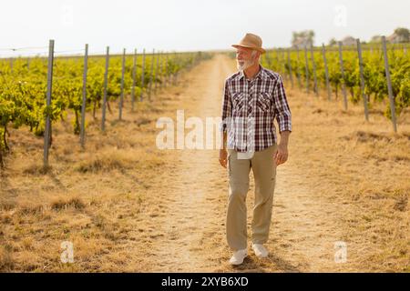 Ein älterer Mann spaziert gemütlich auf einem staubigen Pfad, der von üppigen Weinbergen flankiert wird und sich im warmen Licht der späten Nachmittagssonne inmitten von Weinreben ersonnt Stockfoto