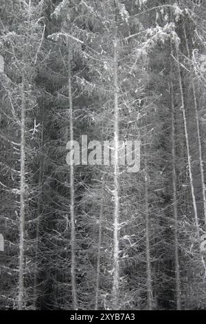 Schneebedeckte Fichten am Rande eines Waldes Stockfoto