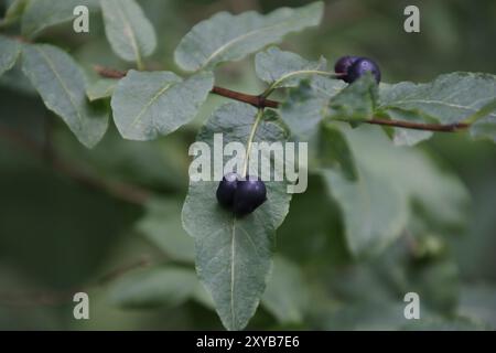 Lonicera nigra, Früchte Stockfoto