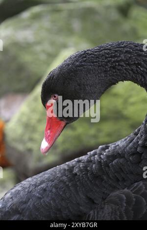 Die schwarze Schönheit Stockfoto