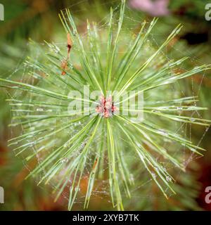 Blick von oben auf einen jungen Tannenbaum mit Tautropfen und verschwommenem Hintergrund Stockfoto