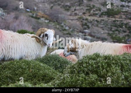 Zwei Schafe mit großen Hörnern und dickem Fell stehen auf einer grünen Weide in einer hügeligen Landschaft, in der Nähe der Kallikratis-Schlucht, Lefka Ori, White Mountains, m Stockfoto