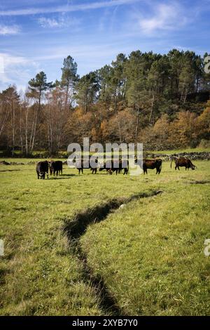 Traditionelle Maronesa-Kühe von Mondim de Basto im Norden Portugals Stockfoto