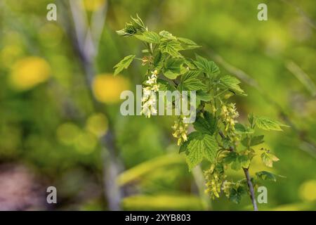 Wilde Stachelbeerblüten. Ribes uva-crispa, bekannt als Stachelbeere oder europäische Stachelbeere Stockfoto