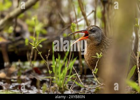 Watvogel auf der Suche nach Nahrung in den flachen, bewachsenen Gewässern der Sümpfe und Schilf Stockfoto