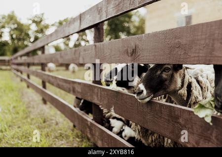 Gruppe britischer Suffolkschafe auf Bauernhof in einer Holzscheune auf einer Weide auf dem Feld. Porträt von ein paar Schafen, die in die Kamera schauen und sich als Model ausgeben. Bla Stockfoto