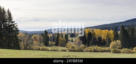 Espen im Herbst Stockfoto