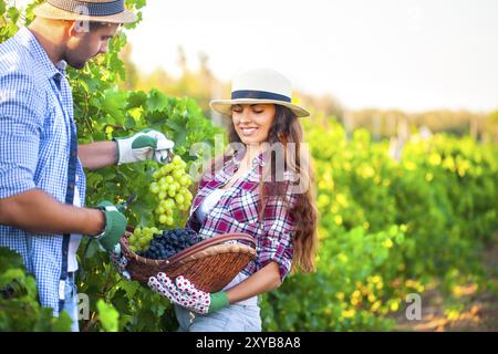 Porträt eines jungen glücklichen Paares im Weinberg während der Erntesaison Stockfoto