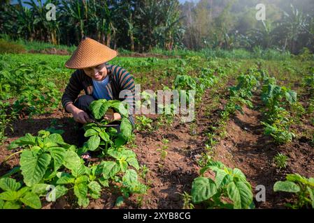 Ein indonesischer Bauer arbeitet auf einem Feld von Wasserspinatpflanzen. Er trägt einen Strohhut und lächelt Stockfoto