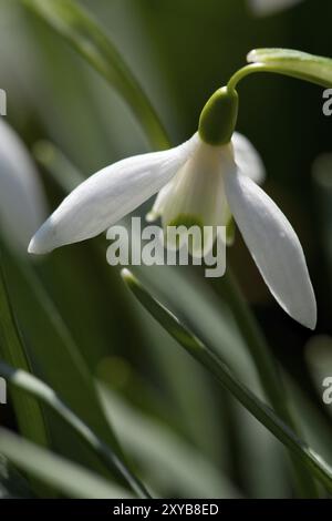 Schneeglöckchen im Frühling Stockfoto